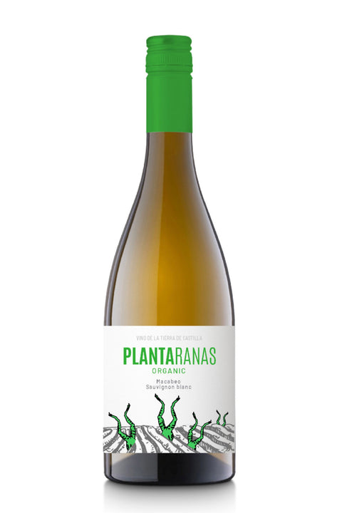 2024 Plantaranas Macabeo